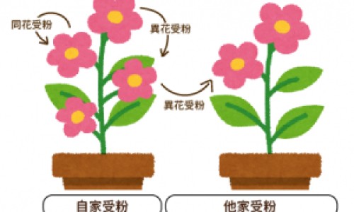 豆汁和豆浆的区别是什么